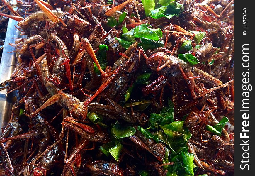 Invertebrate, Insect, Chapulines, Seafood