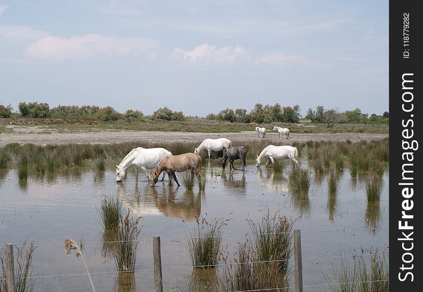 Herd, Wetland, Nature Reserve, Marsh