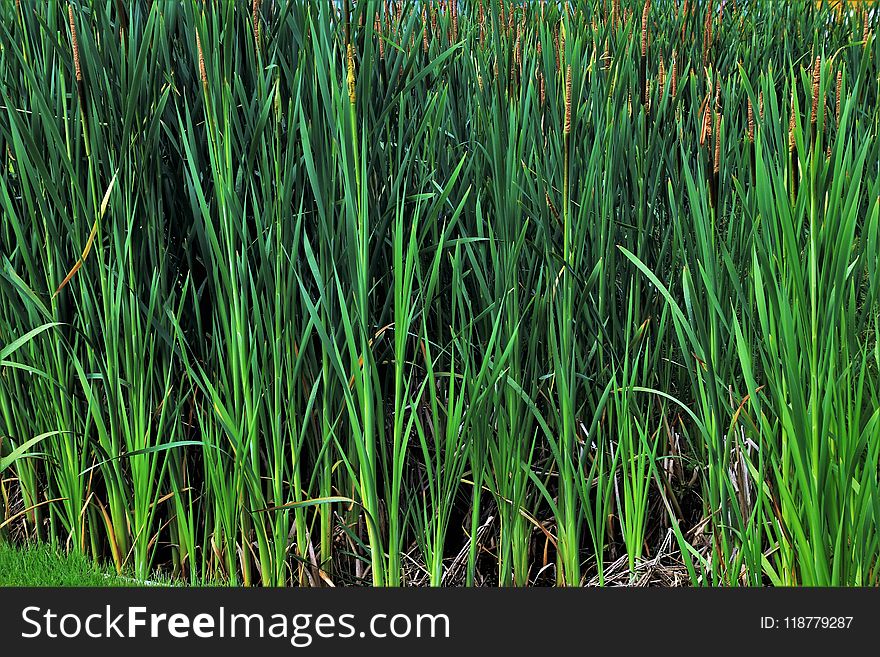 Grass, Grass Family, Vegetation, Plant