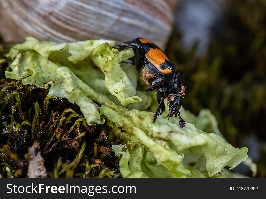 Insect, Macro Photography, Invertebrate, Organism