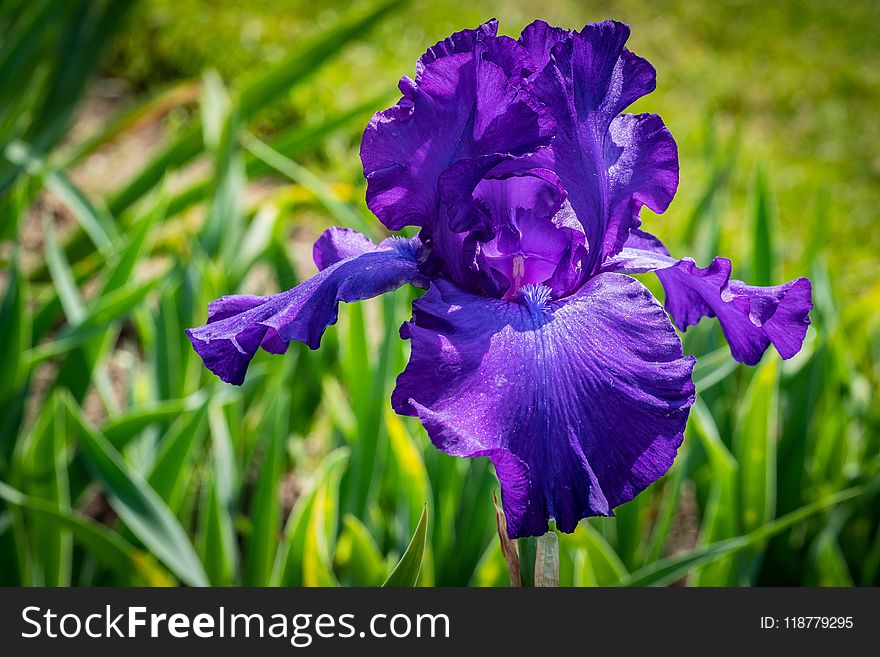 Flower, Blue, Plant, Purple