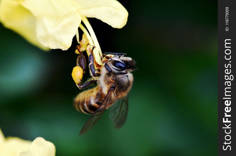 Honey Bee, Insect, Bee, Nectar