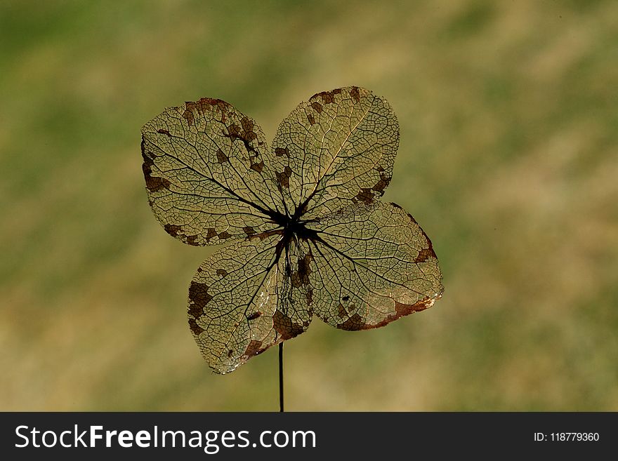 Butterfly, Insect, Moths And Butterflies, Lycaenid