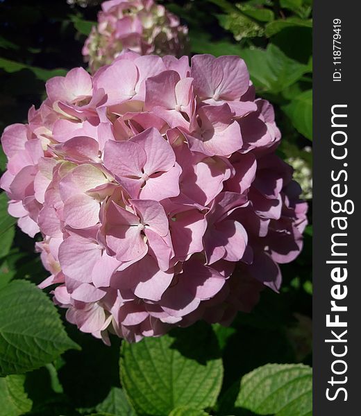 Flower, Plant, Flowering Plant, Hydrangea