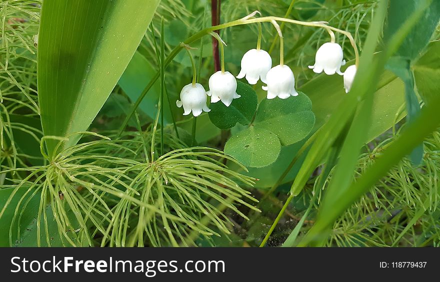 Vegetation, Plant, Grass, Flora