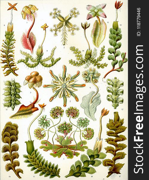 Flora, Flower, Tree, Pine Family