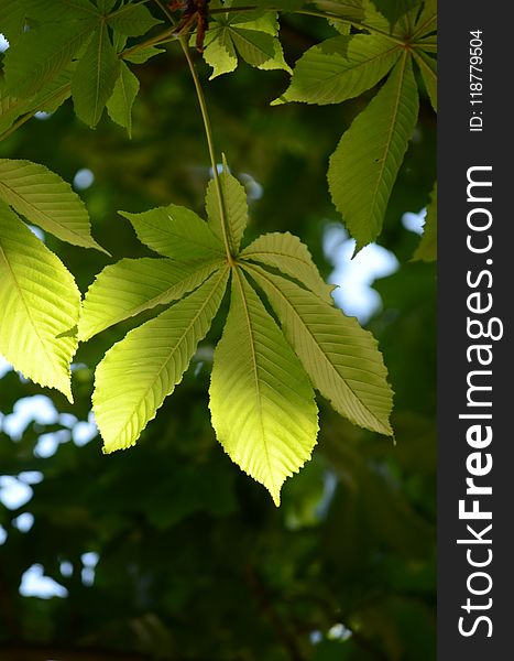 Leaf, Vegetation, Deciduous, Sunlight