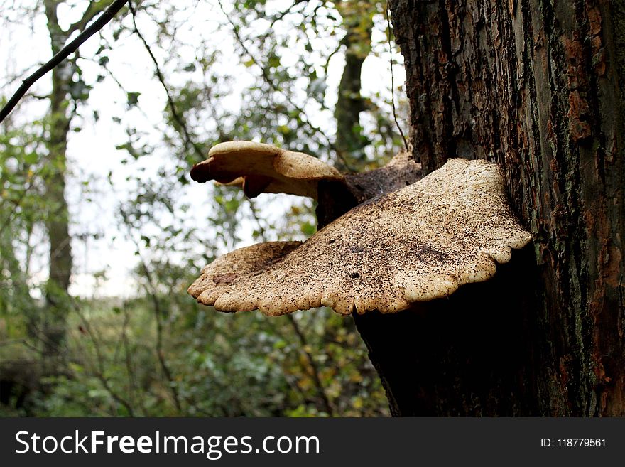 Tree, Fungus, Leaf, Trunk