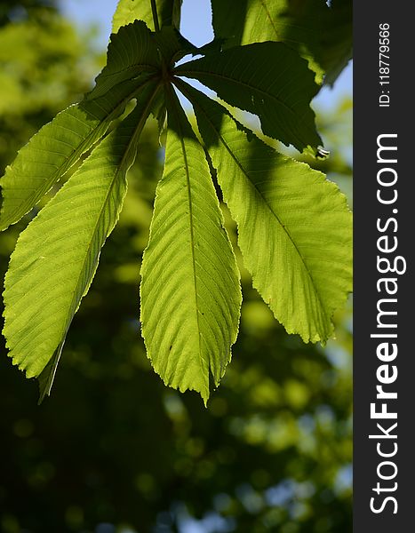 Leaf, Vegetation, Deciduous, Tree