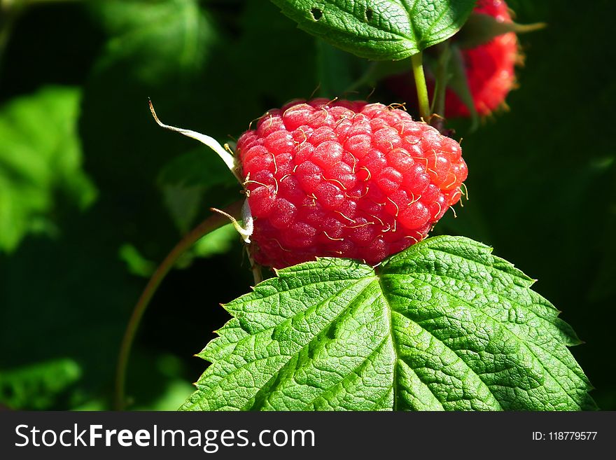 Raspberry, West Indian Raspberry, Berry, Tayberry
