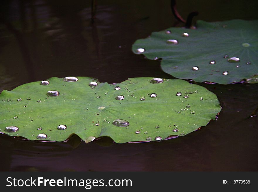 Water, Leaf, Green, Dew