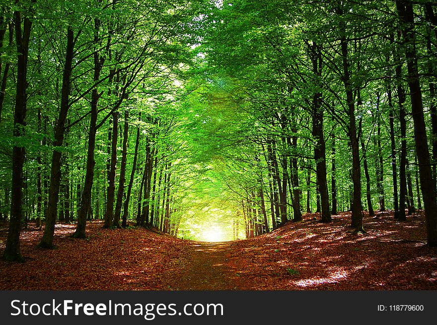 Forest, Woodland, Nature, Ecosystem