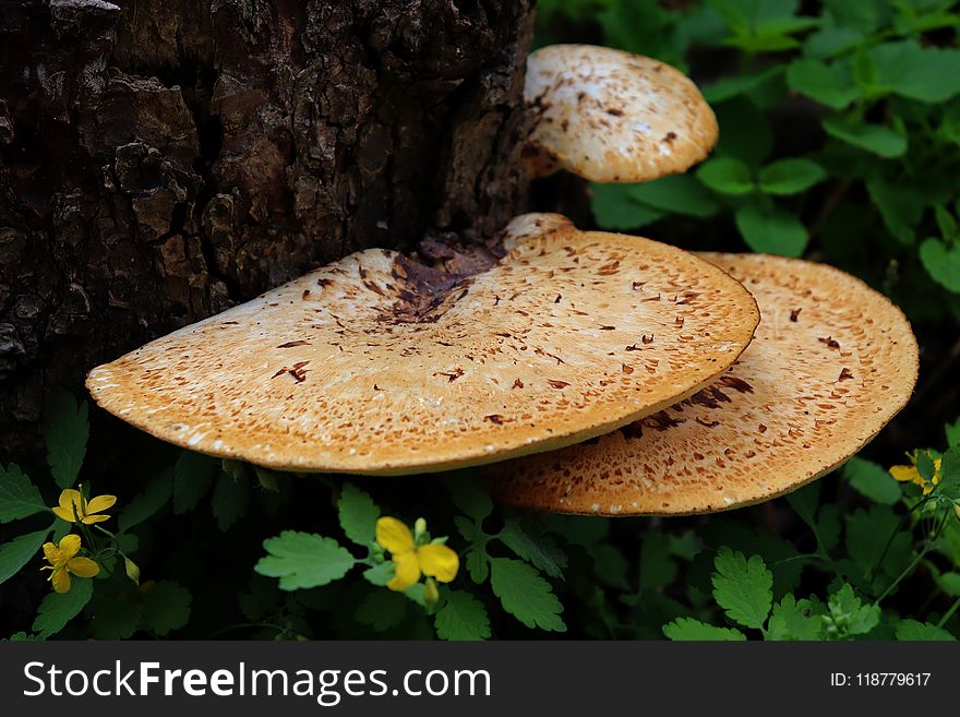 Fungus, Mushroom, Medicinal Mushroom, Agaricomycetes