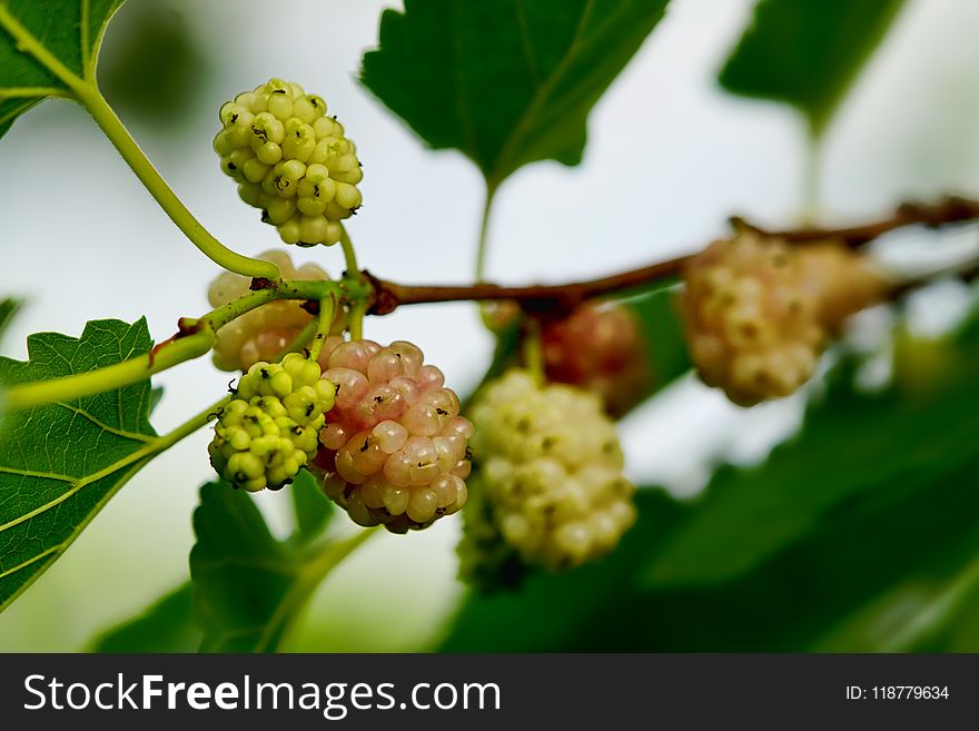 Mulberry, Fruit Tree, Fruit, Red Mulberry