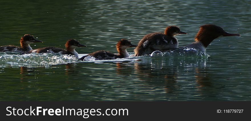 Bird, Duck, Water, Water Bird