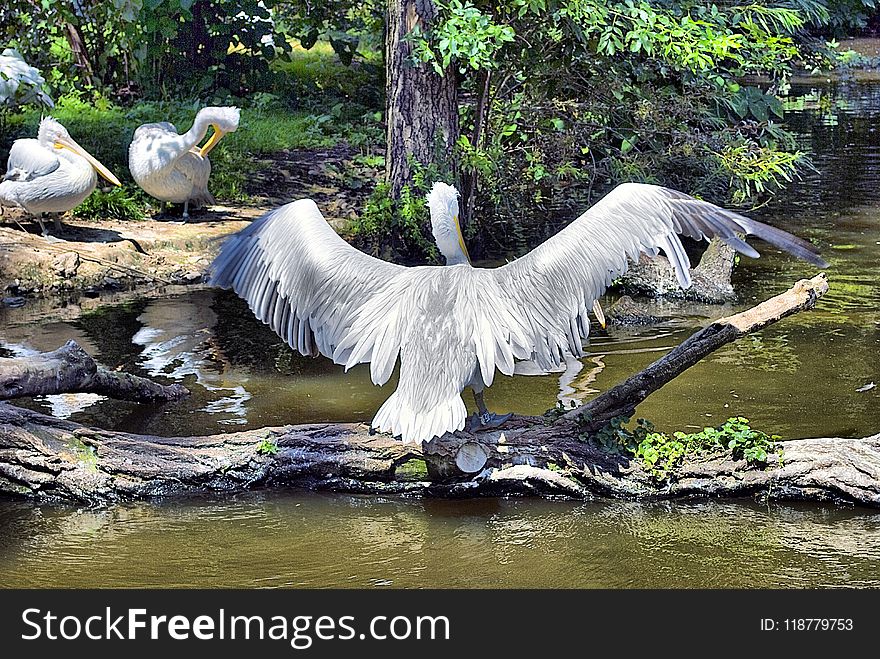 Water, Bird, Fauna, Beak