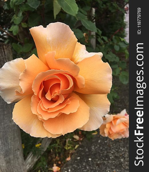 Rose, Flower, Rose Family, Floribunda