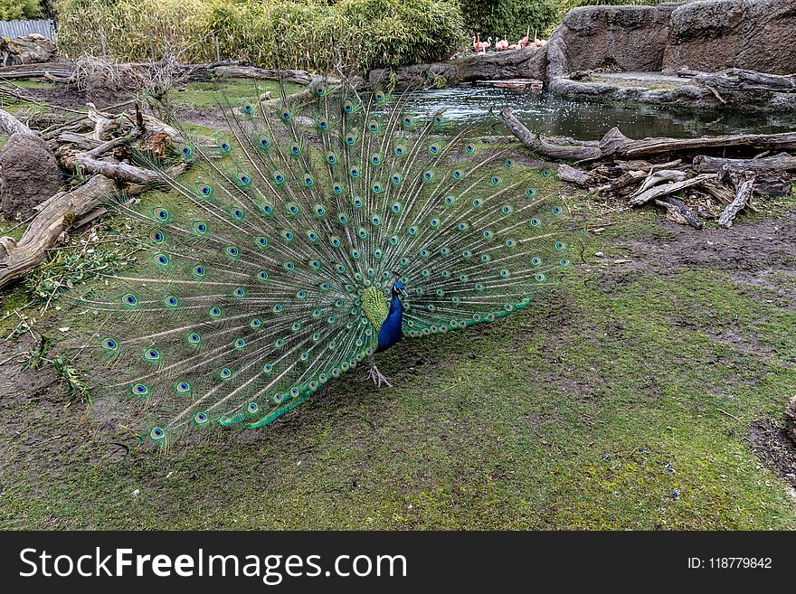 Peafowl, Galliformes, Nature Reserve, Bird
