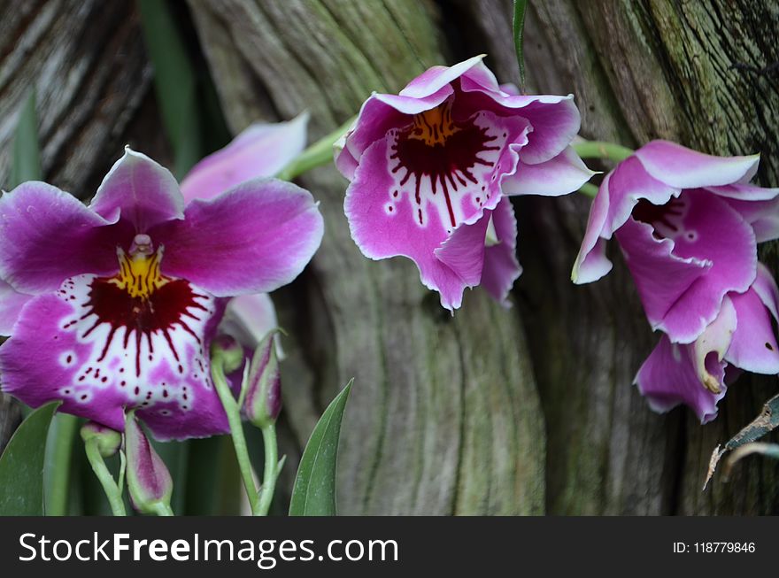 Flower, Plant, Flowering Plant, Flora