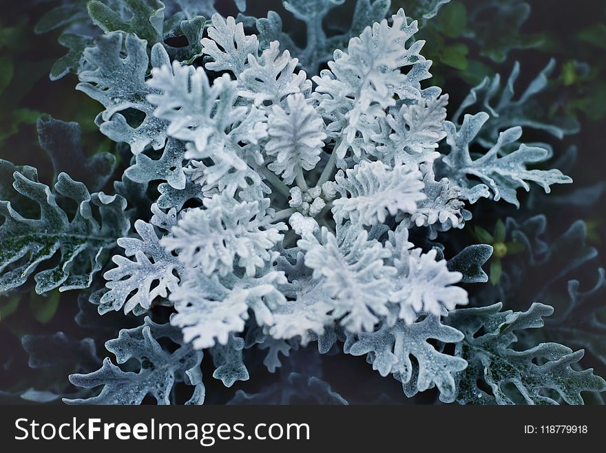 Frost, Freezing, Branch, Fir