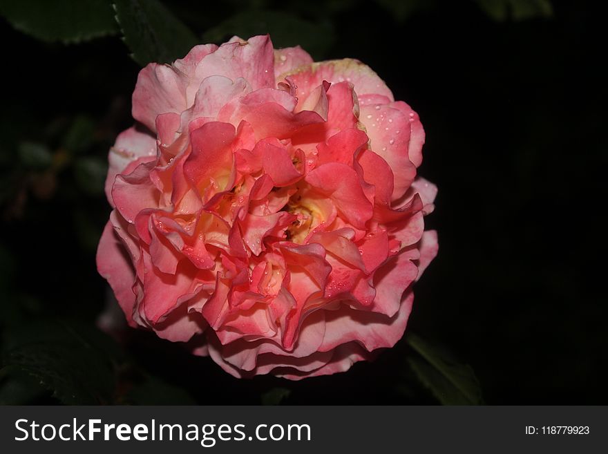 Flower, Pink, Floribunda, Flowering Plant