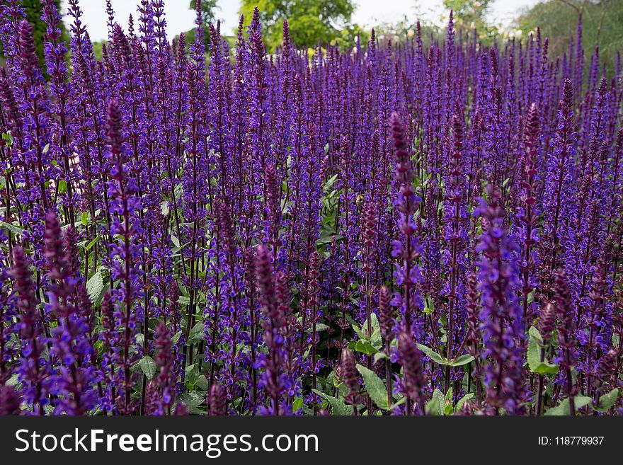 Plant, Common Sage, Purple, English Lavender