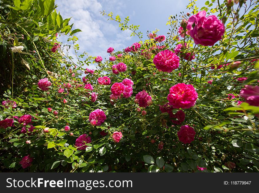 Flower, Plant, Flowering Plant, Rose Family