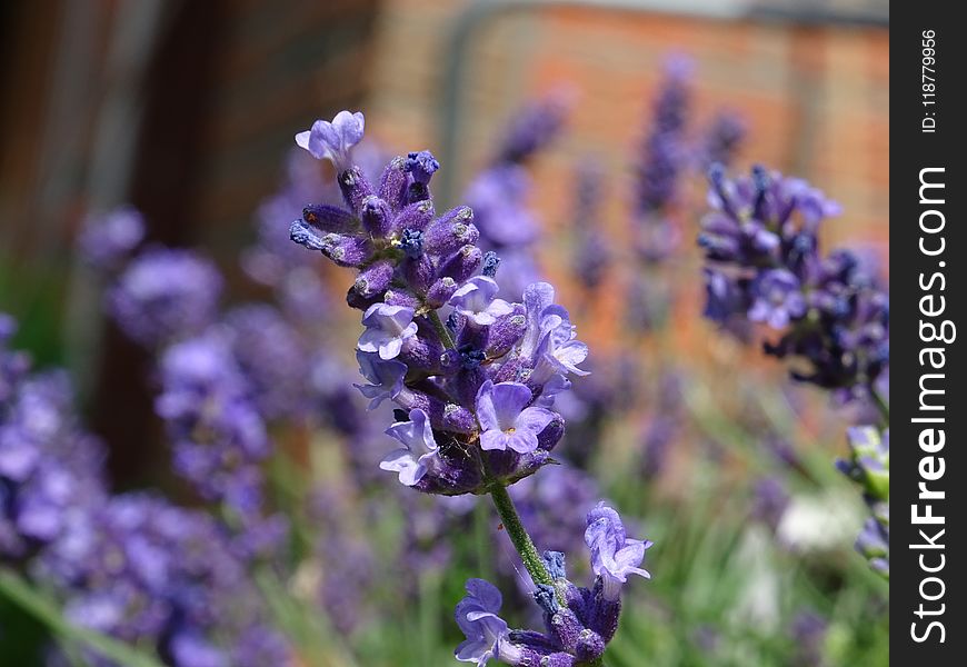 Flower, English Lavender, Plant, Lavender