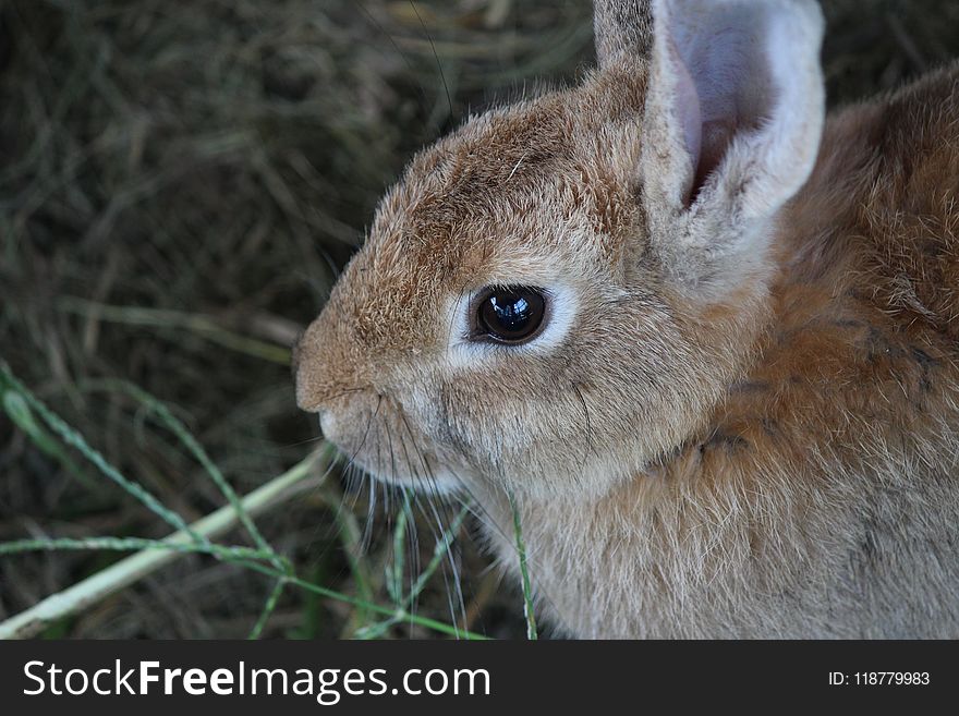 Fauna, Wildlife, Mammal, Rabbit