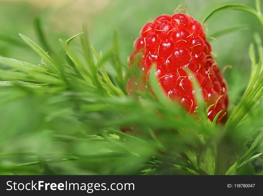 Natural Foods, Strawberries, Strawberry, Fruit