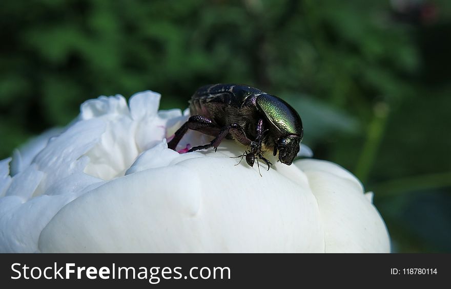 Insect, Invertebrate, Macro Photography, Beetle