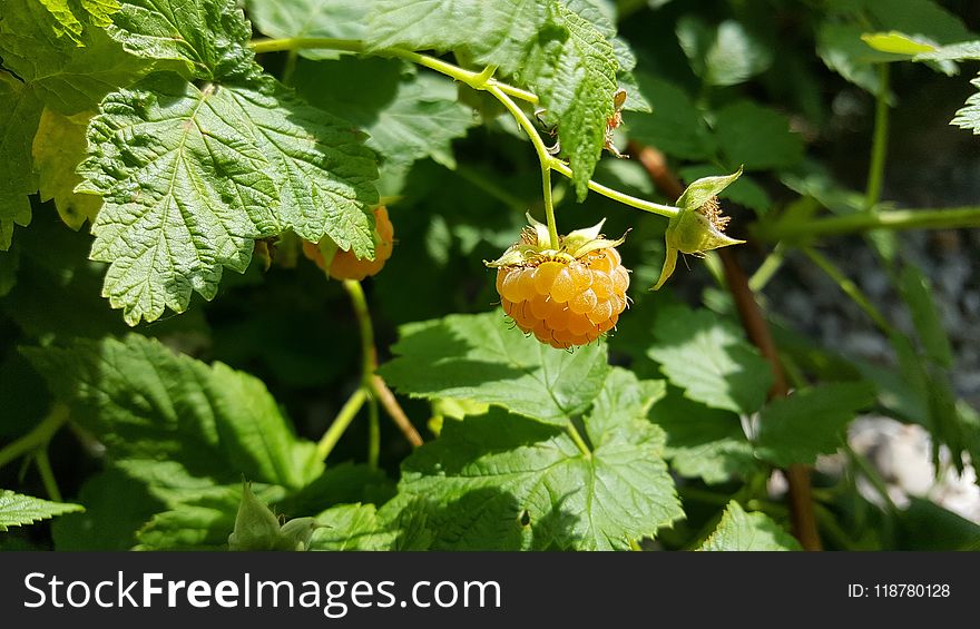 Humulus Lupulus, Fruit, Subshrub, Salmonberry