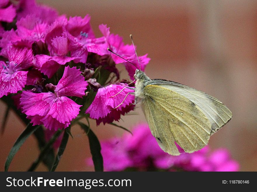 Butterfly, Moths And Butterflies, Insect, Pink