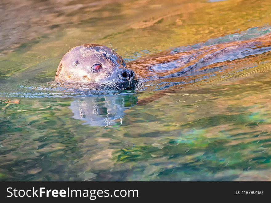 Water, Harbor Seal, Wildlife, Organism