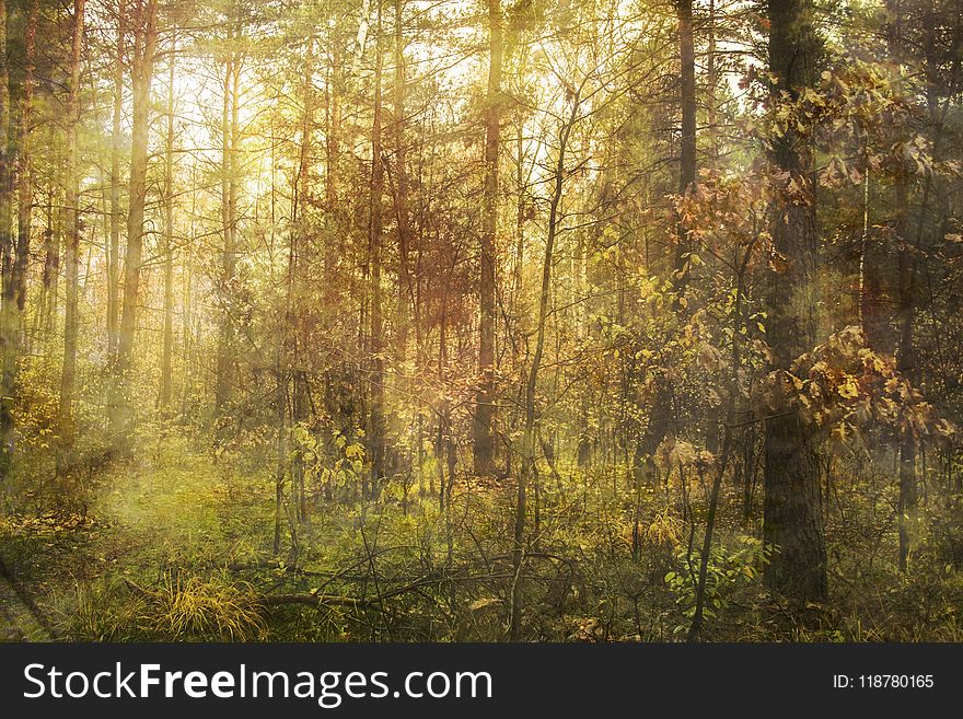 Woodland, Ecosystem, Forest, Temperate Broadleaf And Mixed Forest