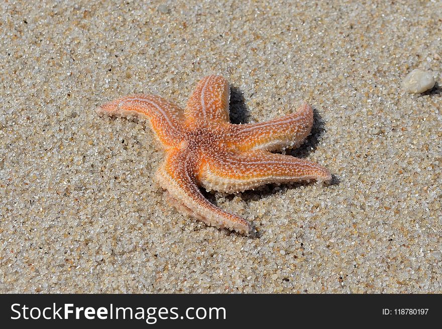 Starfish, Marine Invertebrates, Invertebrate, Echinoderm