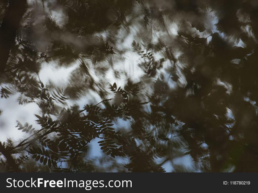 Sky, Cloud, Tree, Atmosphere