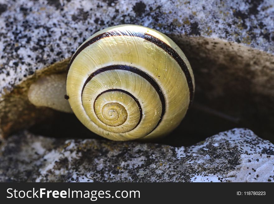 Snails And Slugs, Snail, Molluscs, Invertebrate