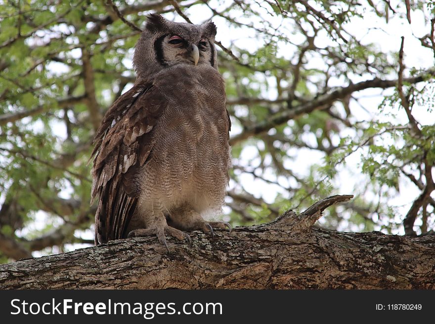 Owl, Bird, Bird Of Prey, Fauna