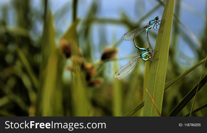 Insect, Water, Macro Photography, Close Up