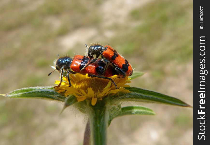 Insect, Macro Photography, Invertebrate, Beetle