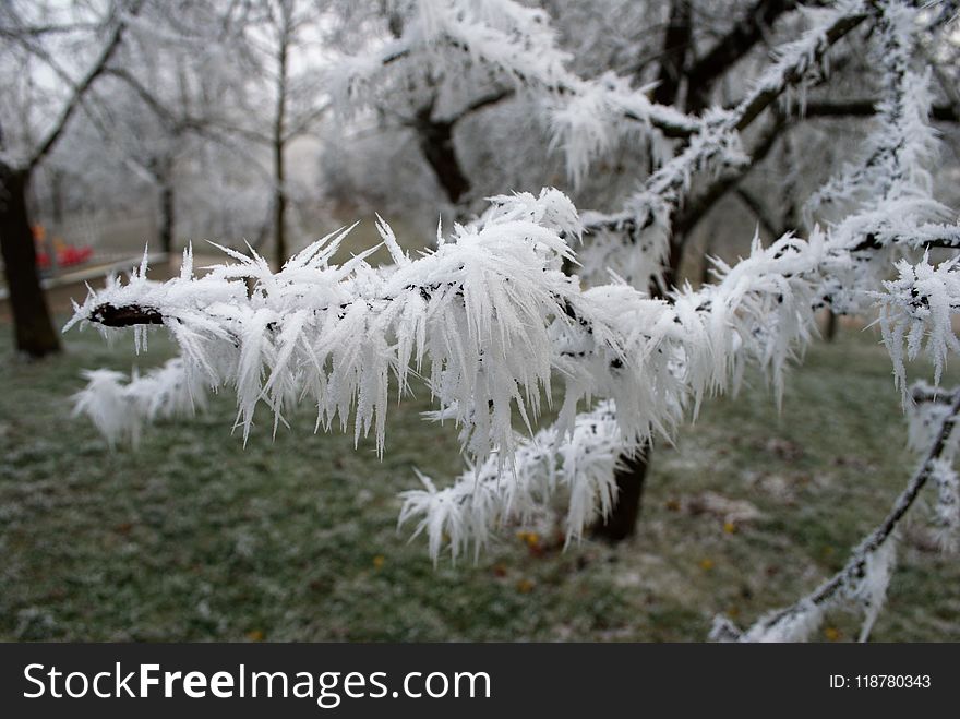 Frost, Freezing, Branch, Winter