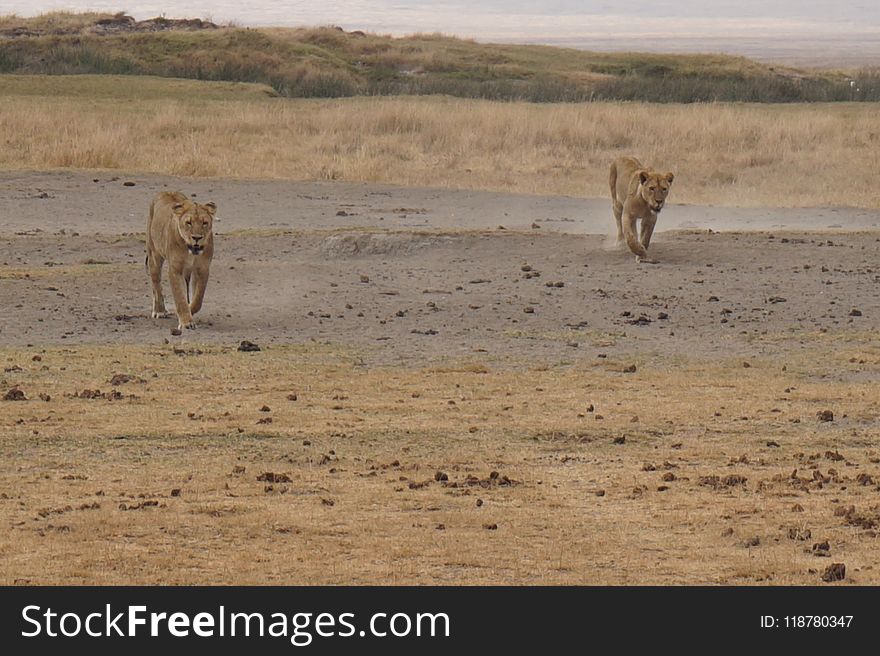 Wildlife, Ecosystem, Grassland, Savanna