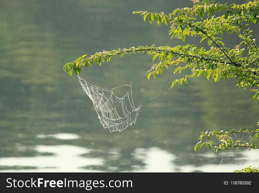 Water, Vegetation, Leaf, Tree