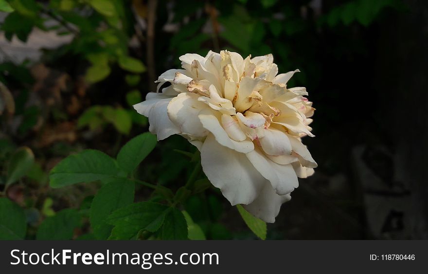 Flower, Rose Family, Rose, White