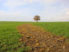 Oak Tree On The Horizon Royalty Free Stock Photography Oak Tree On The Horizon Royalty Free Stock Photography