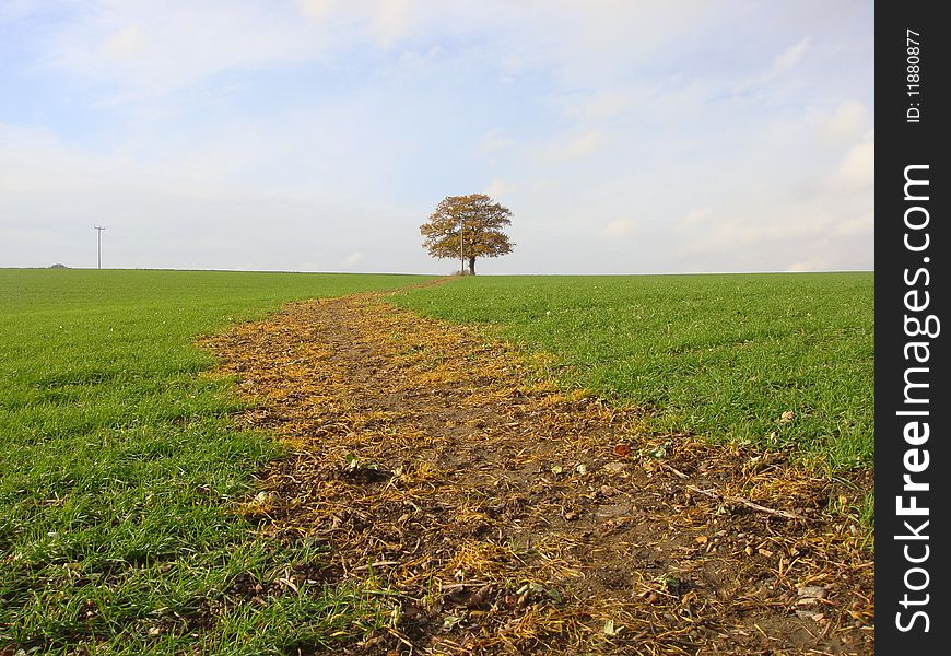 A picture of a solitary oak tree on the horizen of an english field. A picture of a solitary oak tree on the horizen of an english field