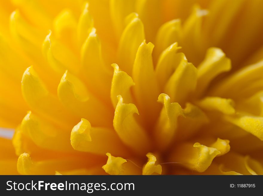 Yellow flower petals in warm sunlight. Yellow flower petals in warm sunlight