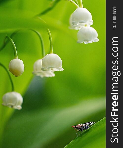 A fly sitting on a green sheet of lily of the valley with white flowers