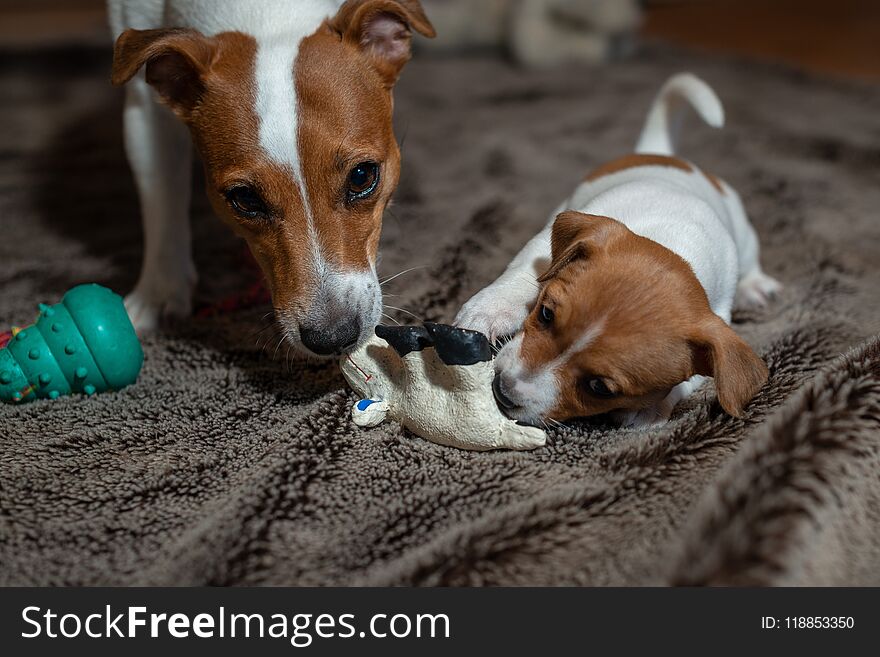 Jack Russell puppy plays with her toys.